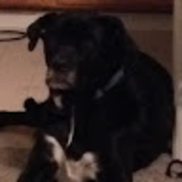 Meet your Posher, Taylor - Picture 1 of 1